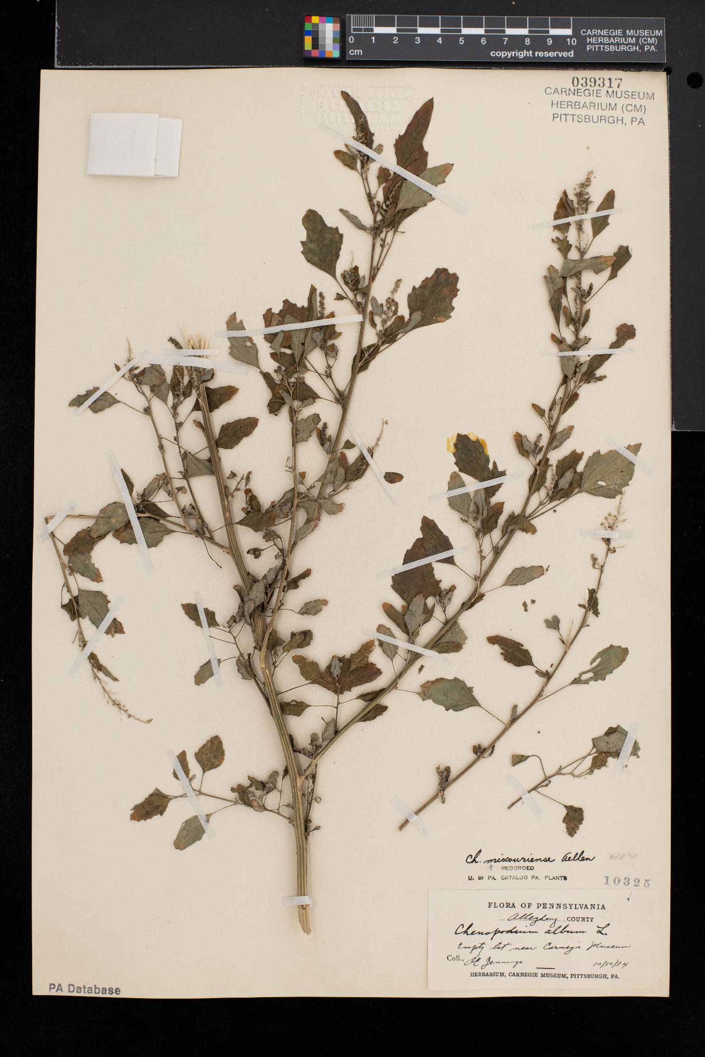 Chenopodium album var. missouriense image