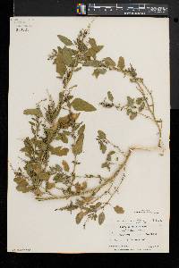 Chenopodium album var. missouriense image