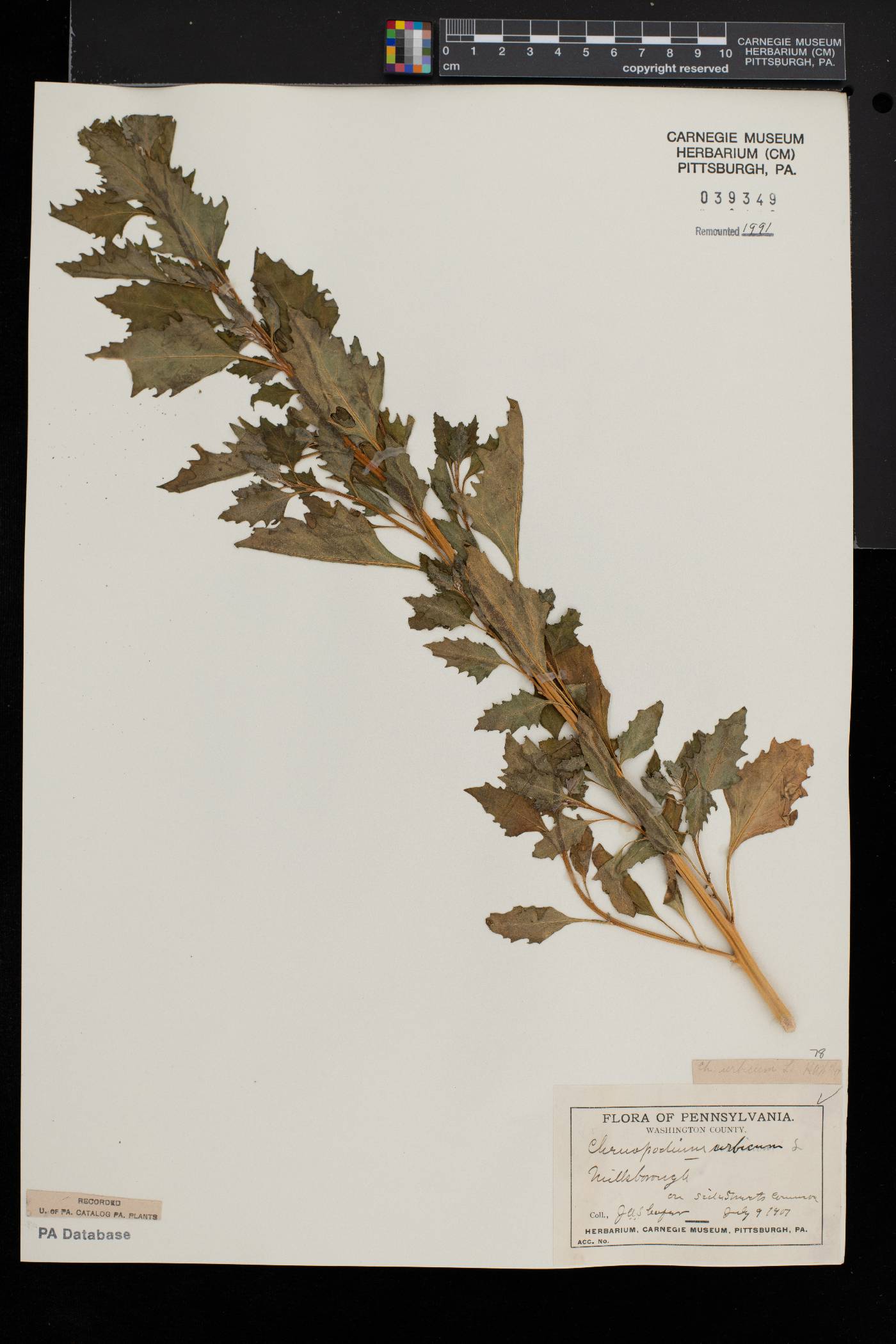 Oxybasis urbica image