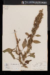 Amaranthus hybridus image