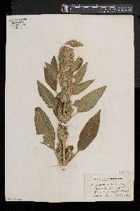 Amaranthus retroflexus image