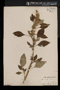 Amaranthus retroflexus image