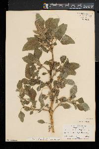 Amaranthus retroflexus image