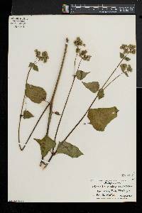 Mirabilis nyctaginea image