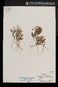 Claytonia caroliniana image