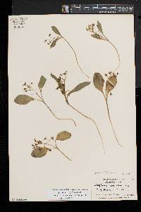 Claytonia caroliniana image