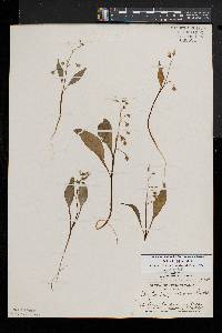 Claytonia caroliniana image