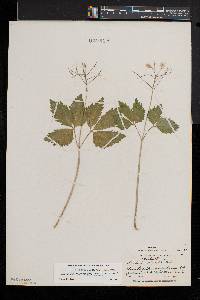 Cardamine diphylla image