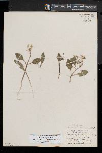 Claytonia caroliniana image