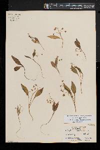 Claytonia caroliniana image