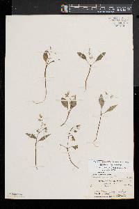 Claytonia caroliniana image