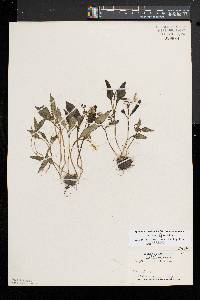 Claytonia caroliniana image