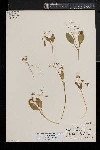 Claytonia caroliniana image