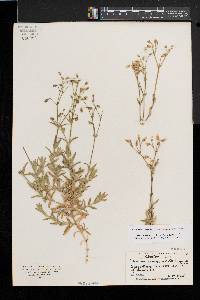 Cerastium velutinum image