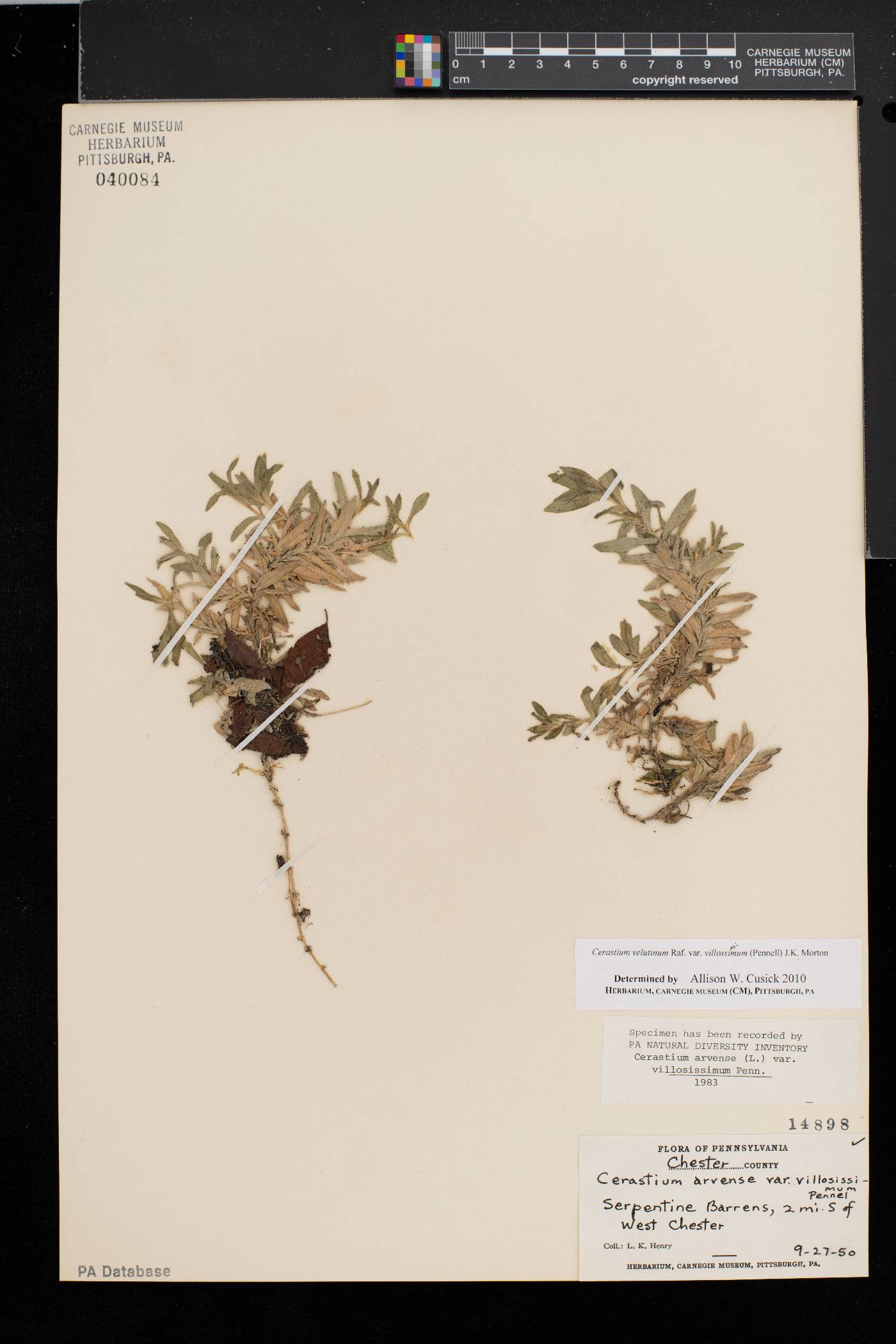 Cerastium velutinum var. villossissimum image