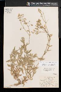 Cerastium velutinum var. villossissimum image