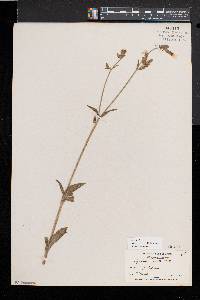 Silene latifolia image