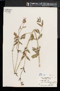 Silene latifolia image