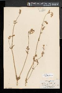 Silene latifolia image