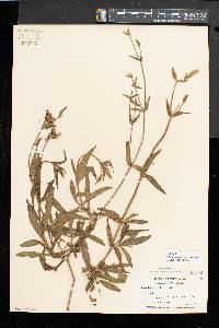 Silene latifolia image