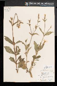 Silene latifolia image