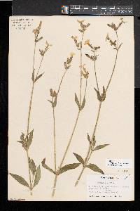 Silene latifolia image