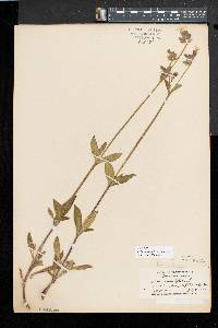 Silene latifolia image