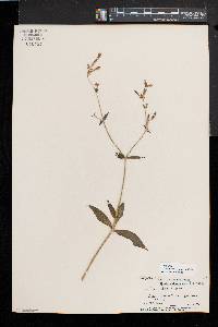 Silene latifolia image