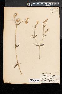 Silene latifolia image