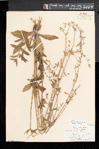 Silene latifolia image