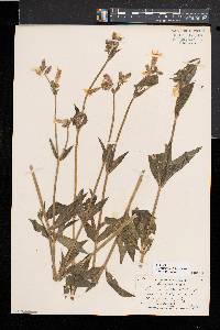 Silene latifolia image