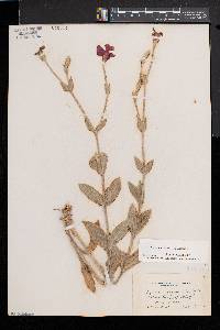 Silene coronaria image