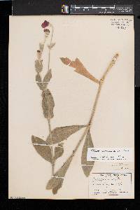 Silene coronaria image