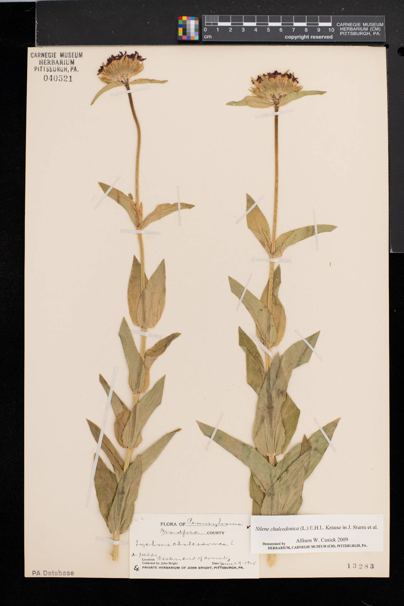 Silene chalcedonica image