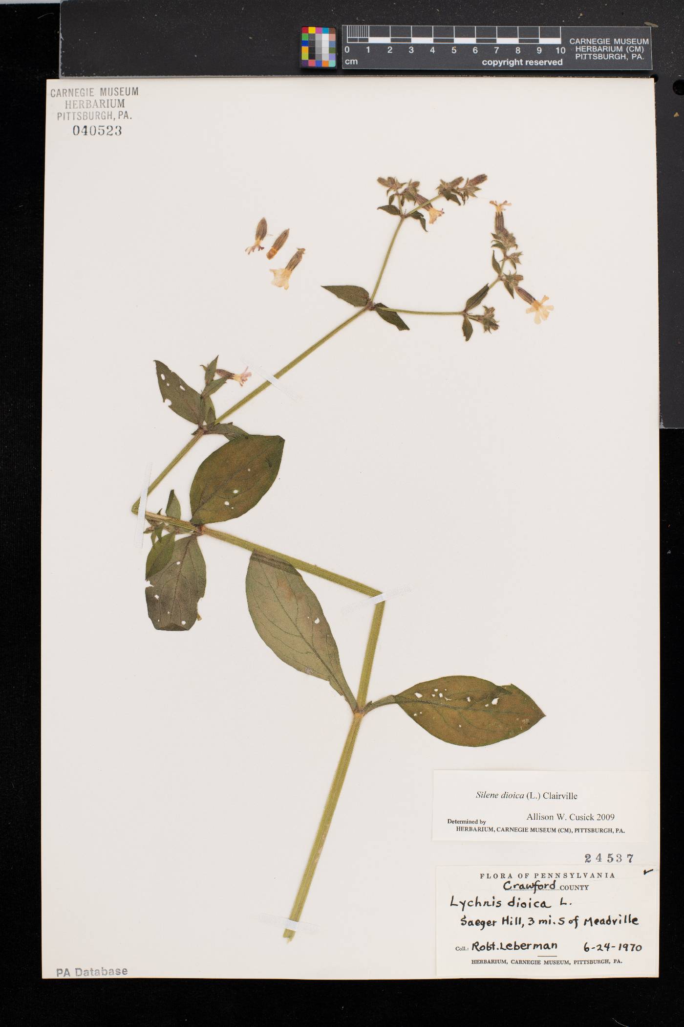 Silene dioica image