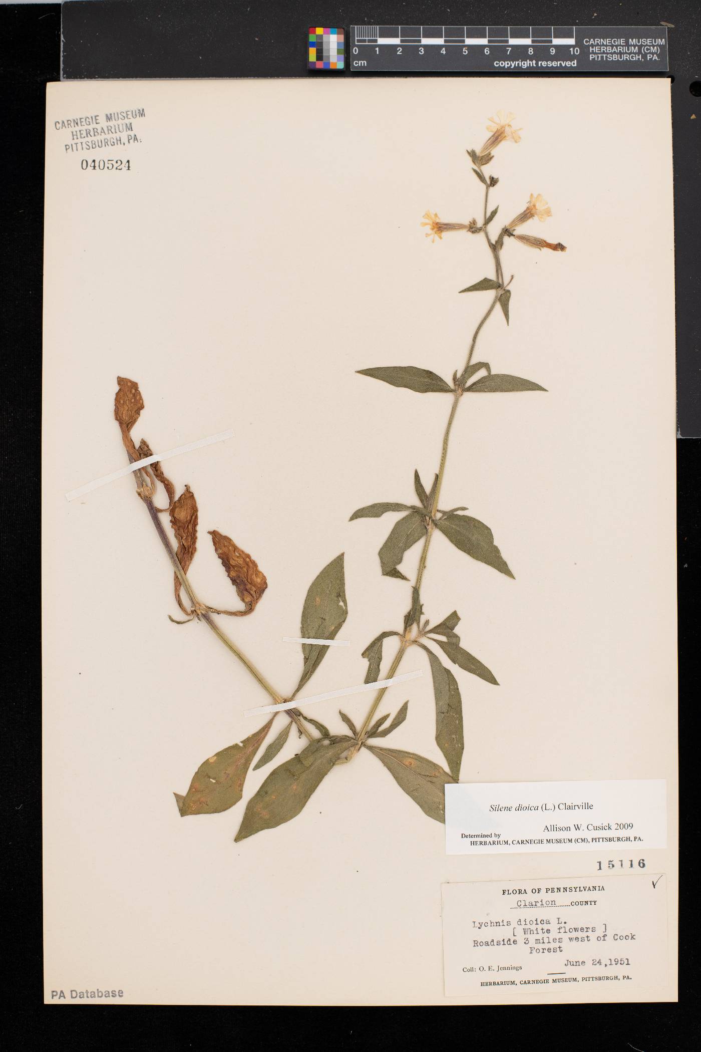 Silene dioica image