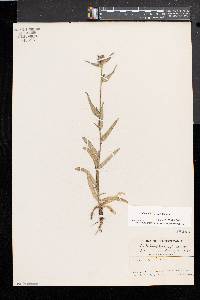 Silene dioica image