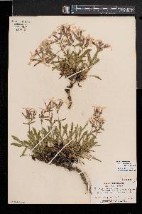 Silene caroliniana subsp. pensylvanica image