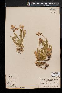 Silene caroliniana subsp. pensylvanica image