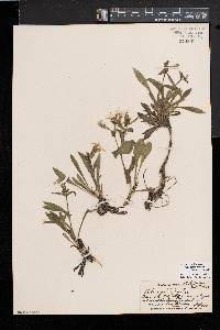 Silene caroliniana subsp. pensylvanica image