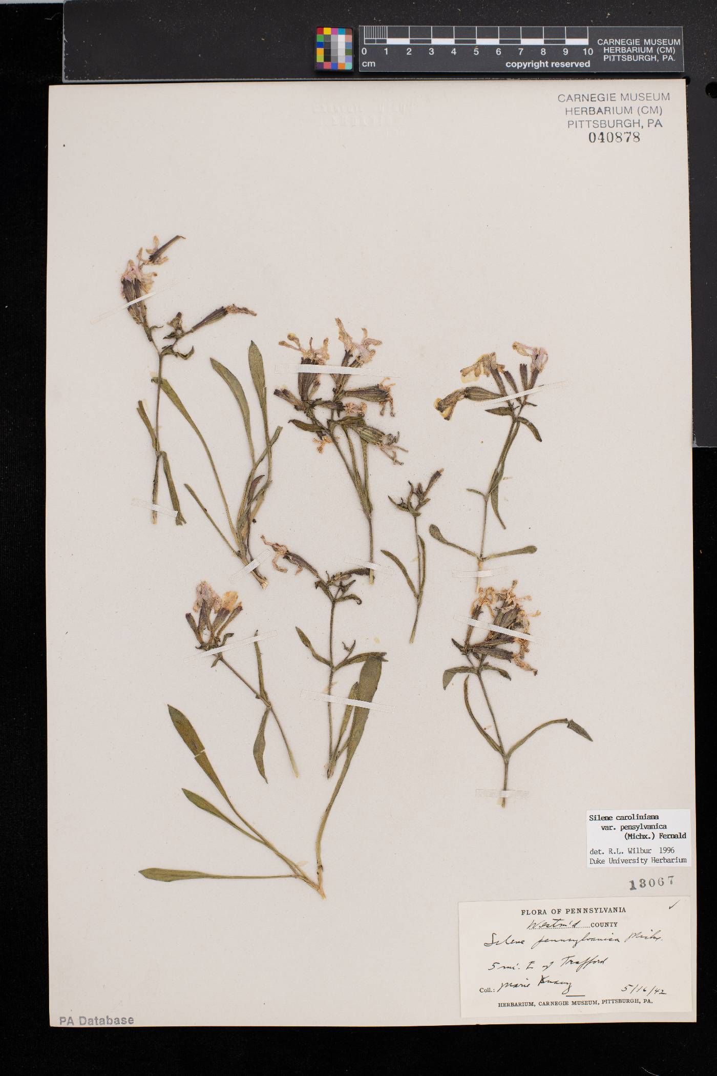 Silene caroliniana image