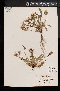 Silene caroliniana subsp. pensylvanica image