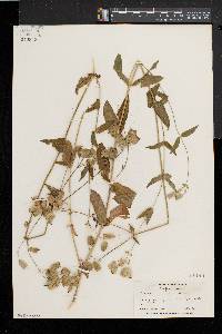 Silene vulgaris image