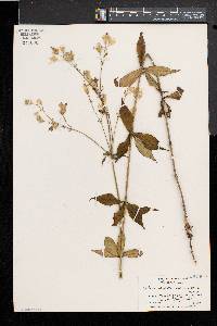 Silene stellata image