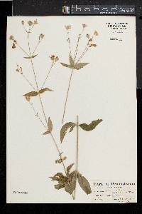 Silene stellata image