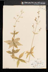 Silene stellata image