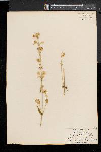 Silene stellata image