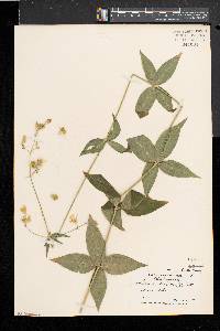 Silene stellata image