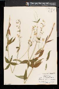 Silene stellata image