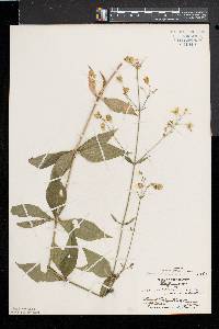 Silene stellata image